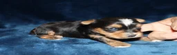 Yorkshire Terrier dogs for sale: Allen - Ad 3