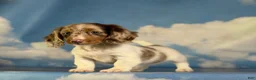 Miniature Dachshund dogs for sale: Akc Marigold- PRA clear  - Ad 2