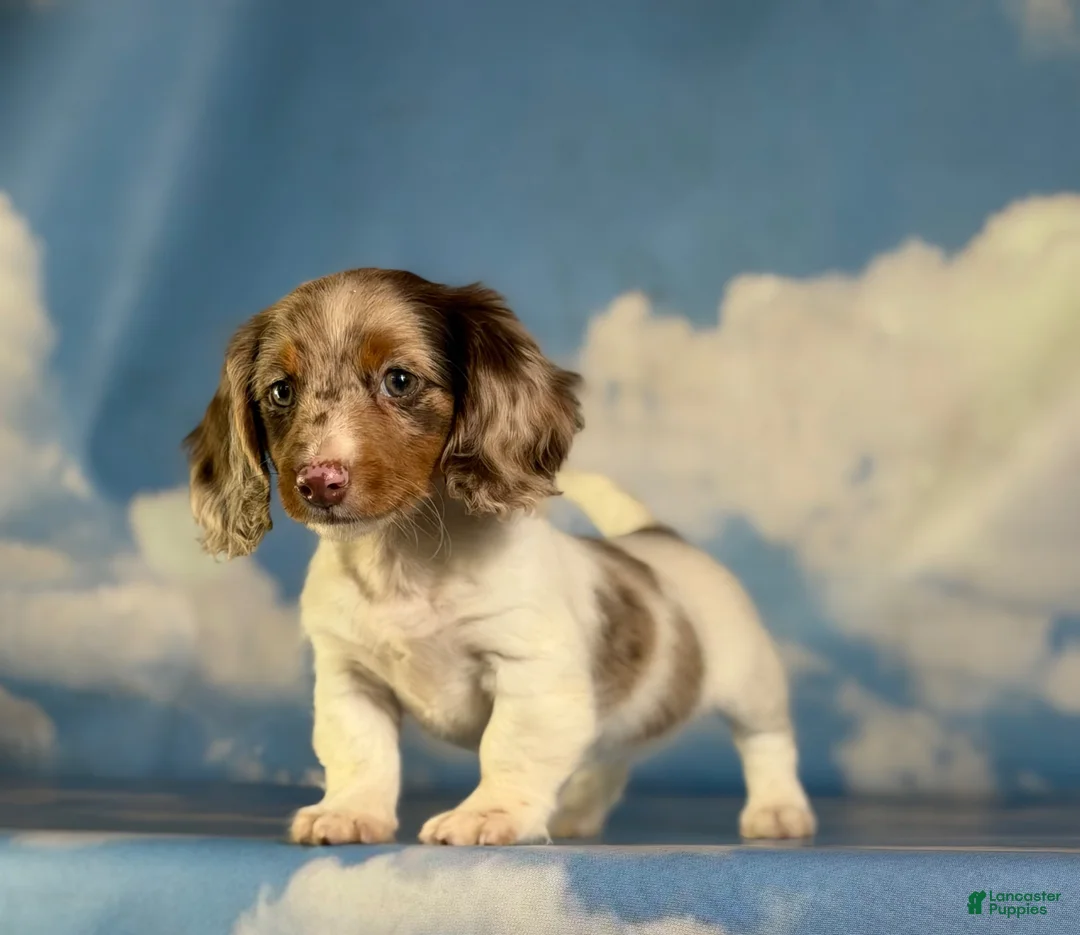 Miniature Dachshund dogs for sale: Akc Marigold- PRA clear  - Ad 2