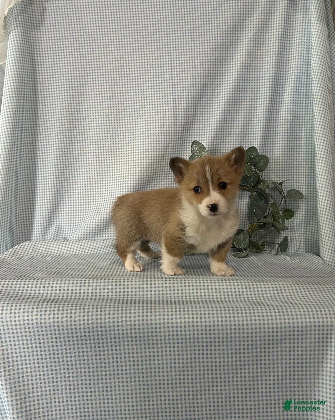 Welsh Corgi Pembroke dogs for sale: Poppi - Ad 2