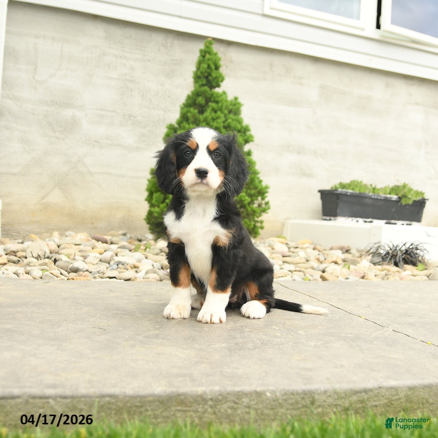 Miniature Bernese Mountain Dog dogs Fanny - Ad 2