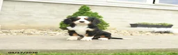 Miniature Bernese Mountain Dog dogs for sale: Fanny - Ad 2