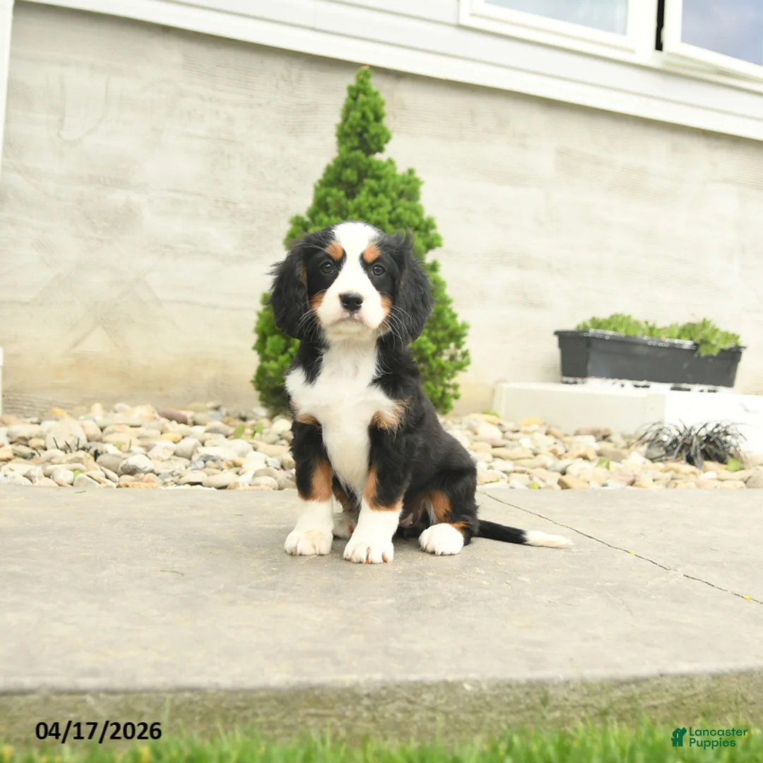 Miniature Bernese Mountain Dog dogs for sale: Fanny - Ad 2