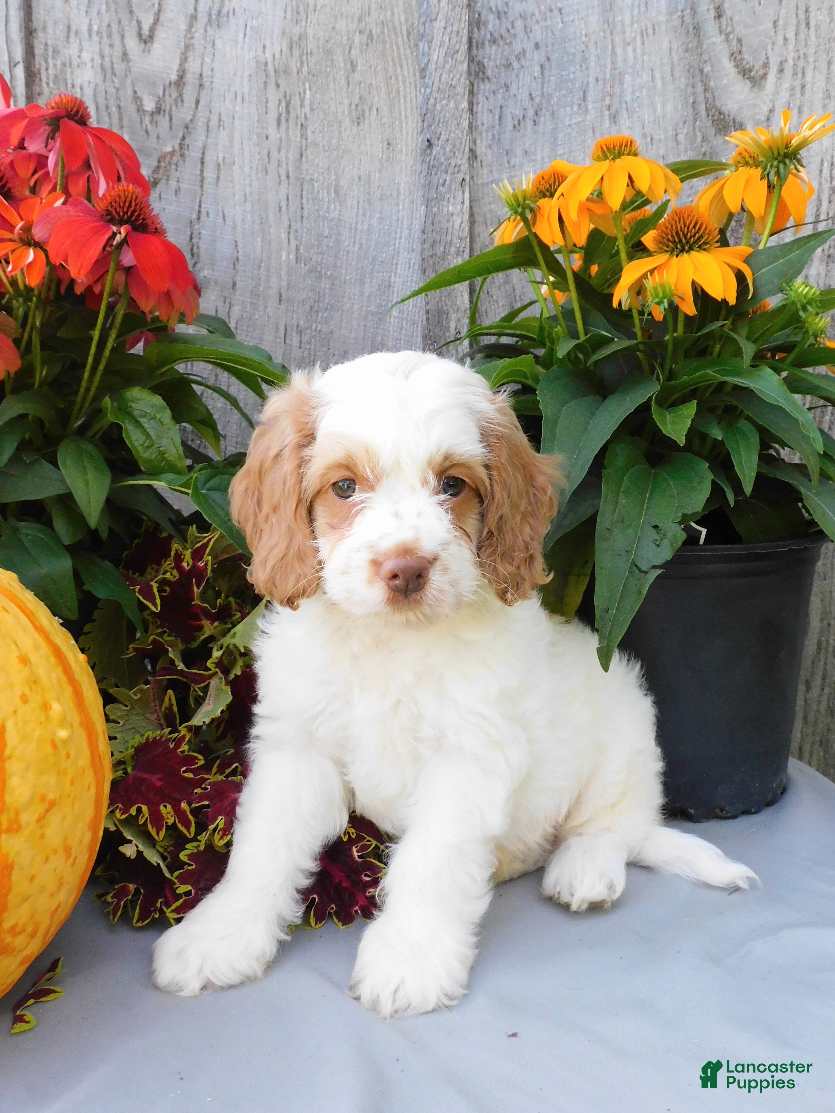 Cockapoo dogs Jeddi - Ad 1
