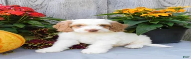 Jeddi