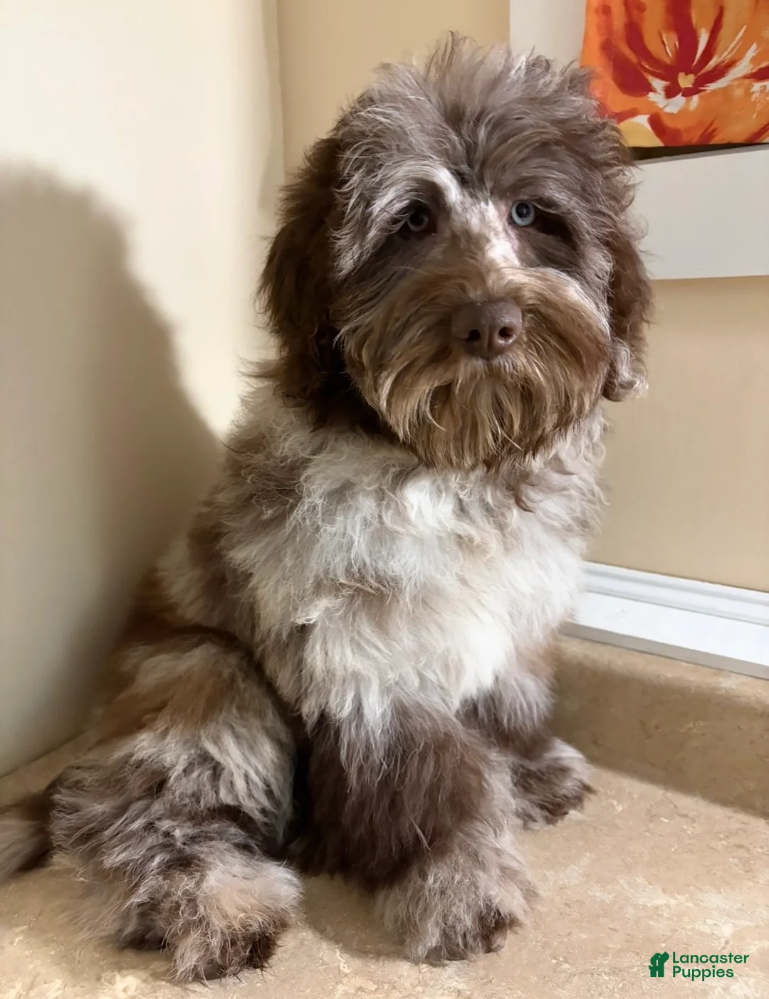 Mini Bernedoodle dogs for sale: 🩵IN BOSTON MASSACHUSETTS AREA🩵RARE CHOCOLATE MERLE🩵WITH BLUE/GREEN EYE🩵 - Ad 2