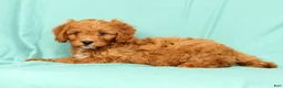 Cavapoo dogs for sale: Peanut - Ad 5