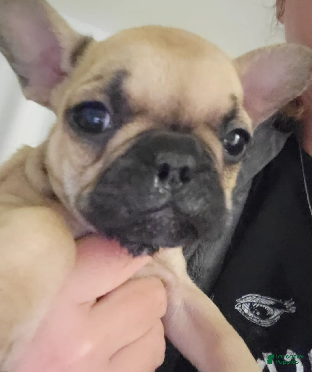 French Bulldog dogs for sale: French Bulldog Puppy 3 - Ad 1