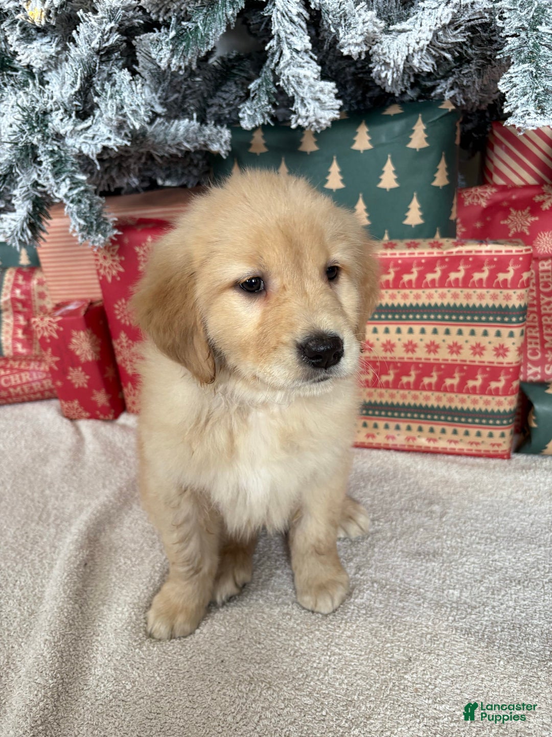 Golden Retriever dogs for sale: Noel - Ad 2
