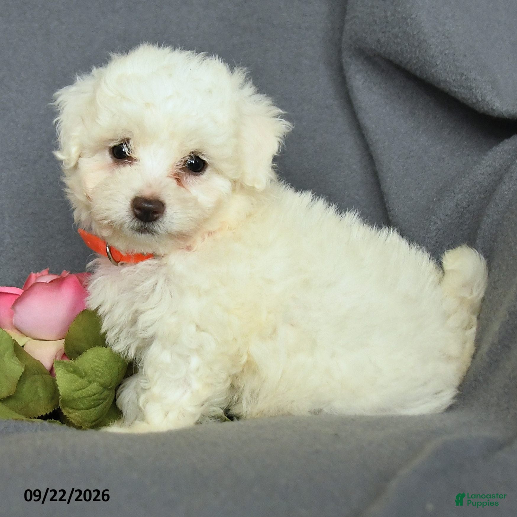 Bichon Frise dogs Lily - Ad 2