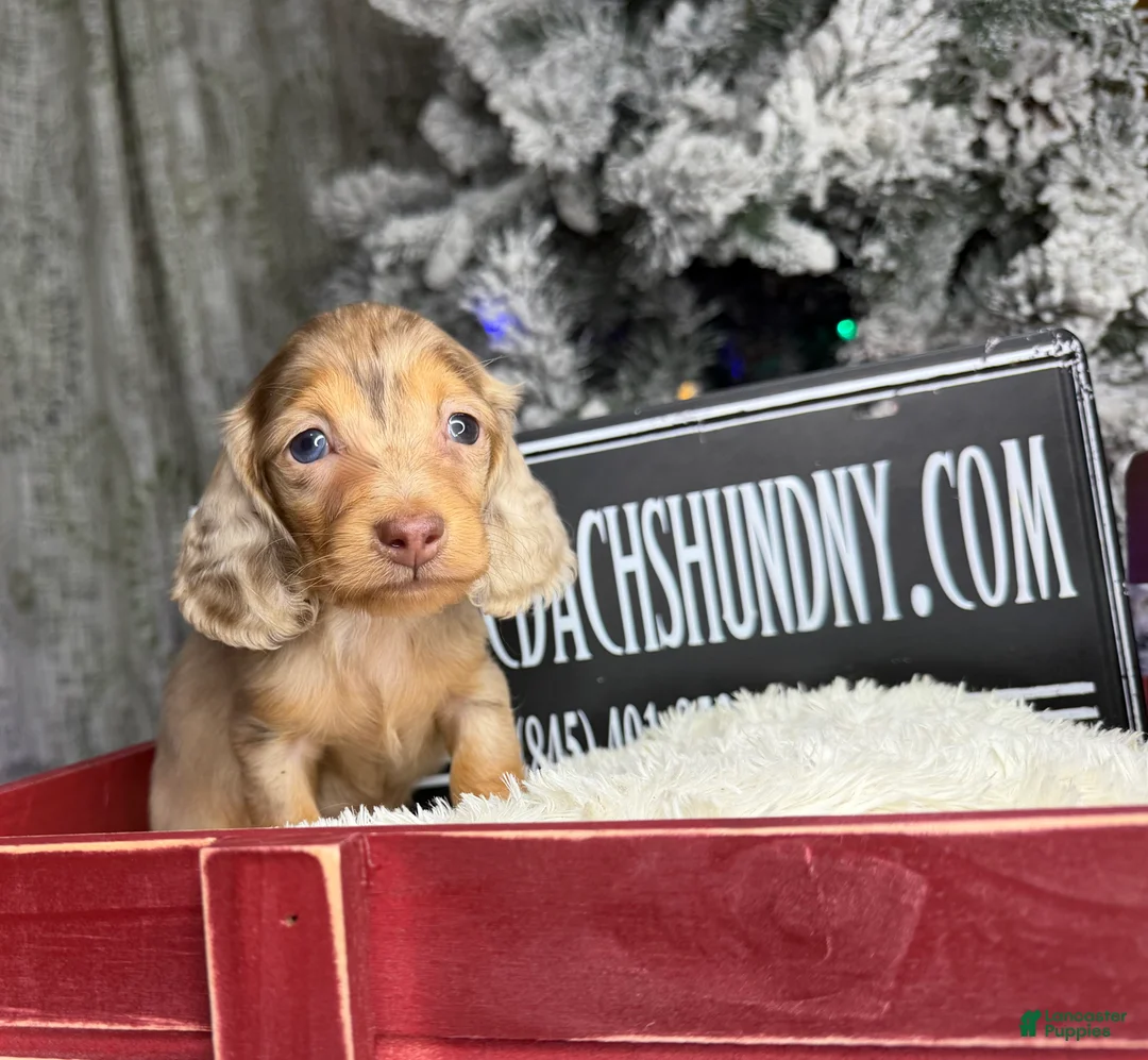Miniature Dachshund dogs for sale: Bright blue eye - Ad 3