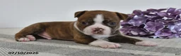Boston Terrier dogs for sale: Gilbert - Ad 3