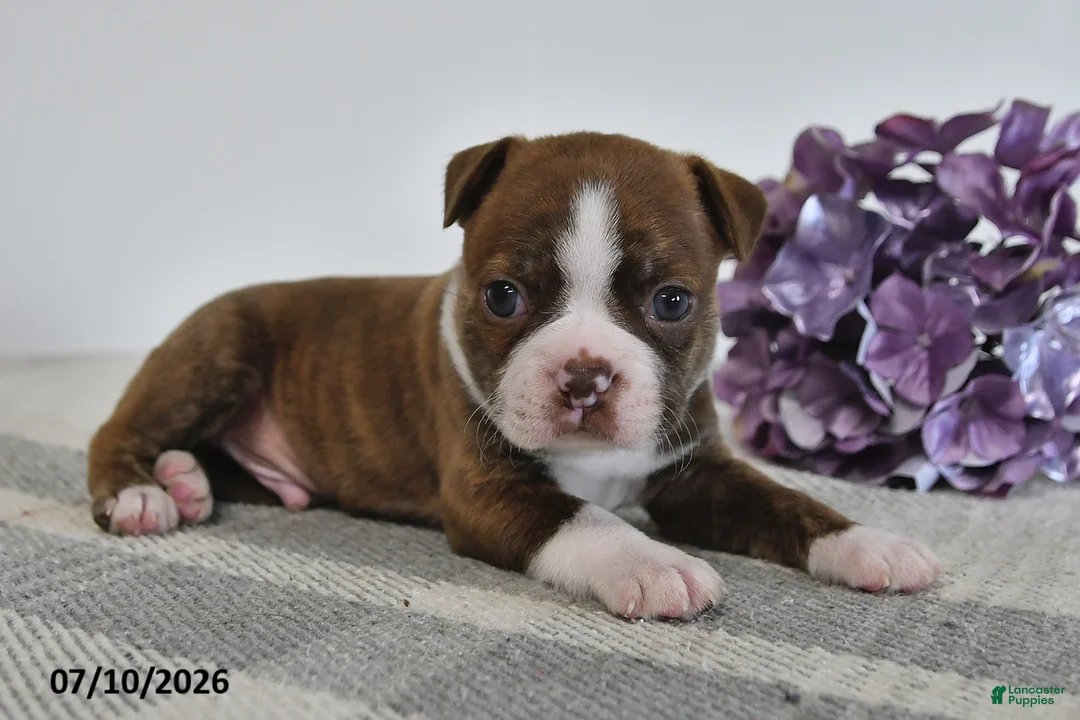 Boston Terrier dogs for sale: Gilbert - Ad 3