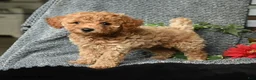 Toy Poodle dogs for sale: Crystal - Ad 4