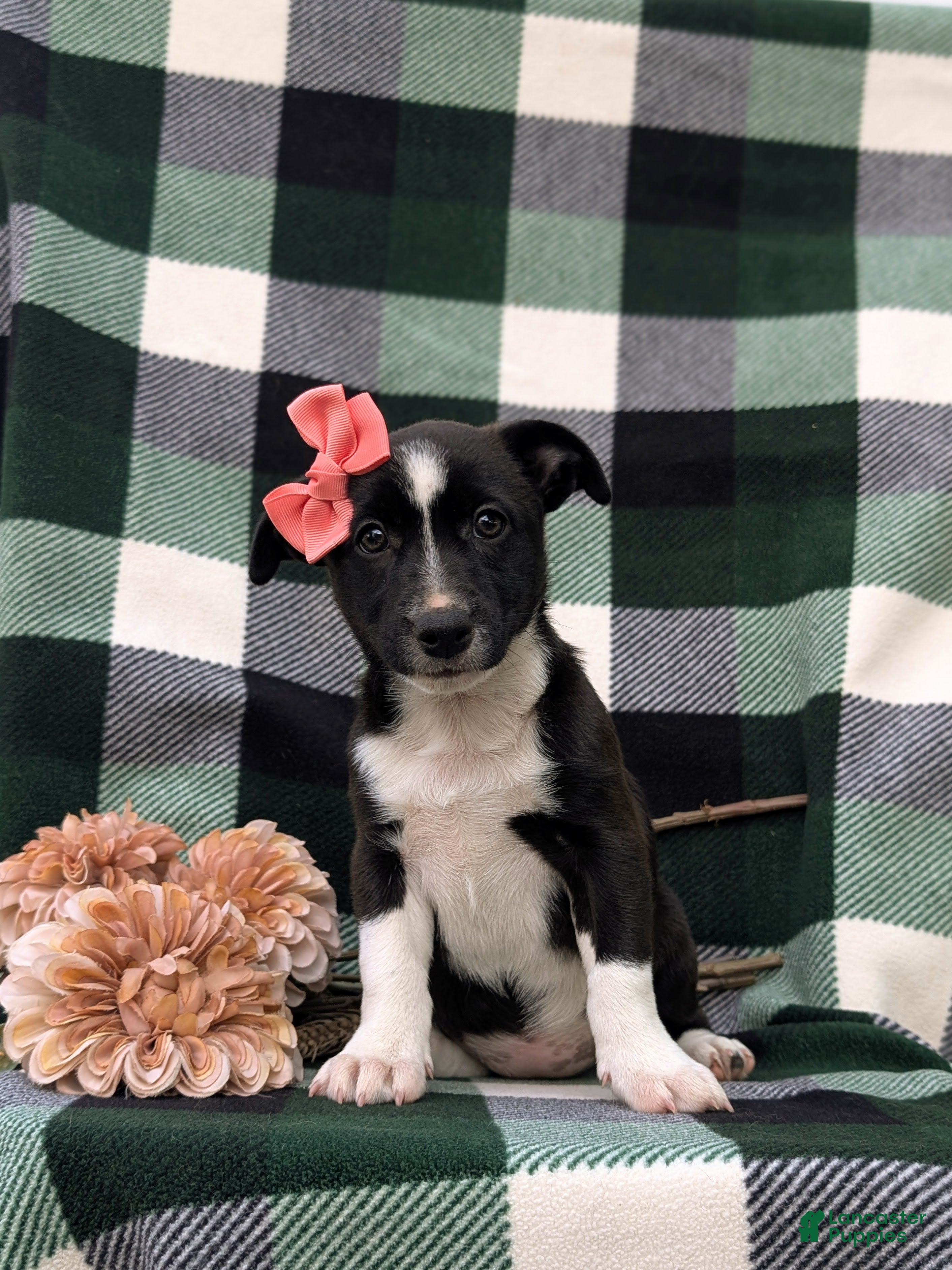 Mixed Breed dogs Cherokee - Ad 2