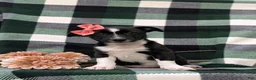 Mixed Breed dogs for sale: Cherokee - Ad 2