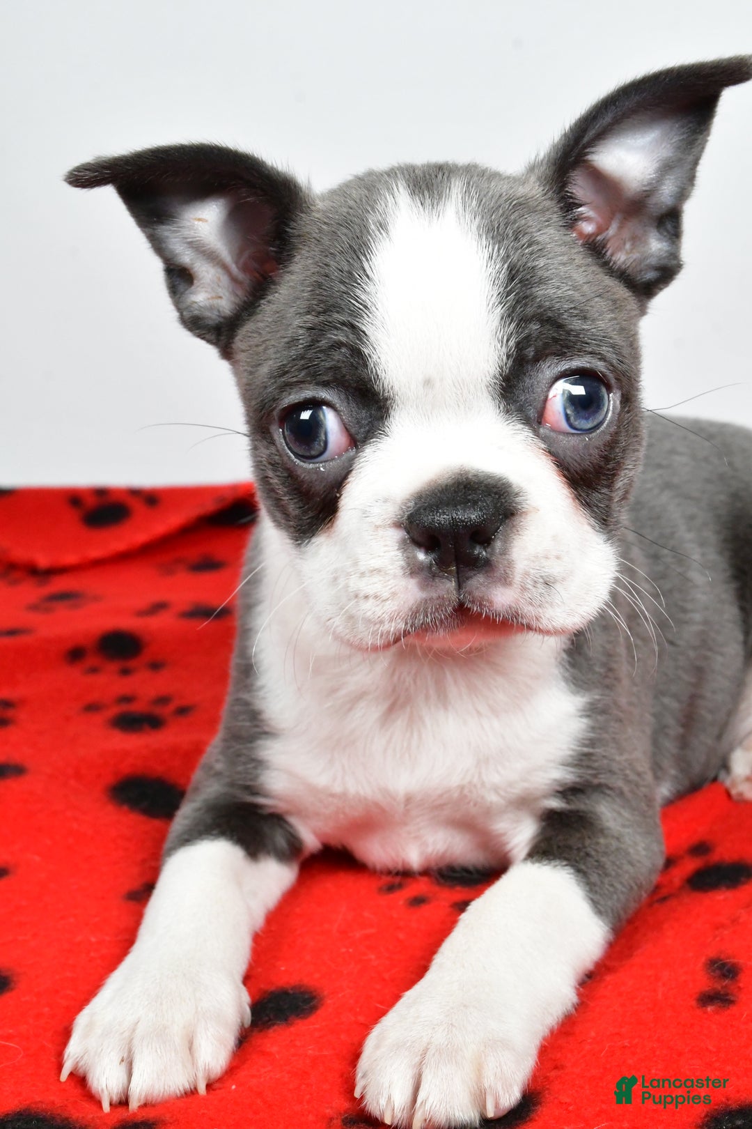 Boston Terrier dogs for sale: Trisha  - Ad 8