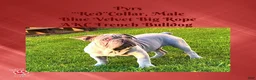 French Bulldog dogs for sale: Pyrs “Red”Collar, Male - Ad 5