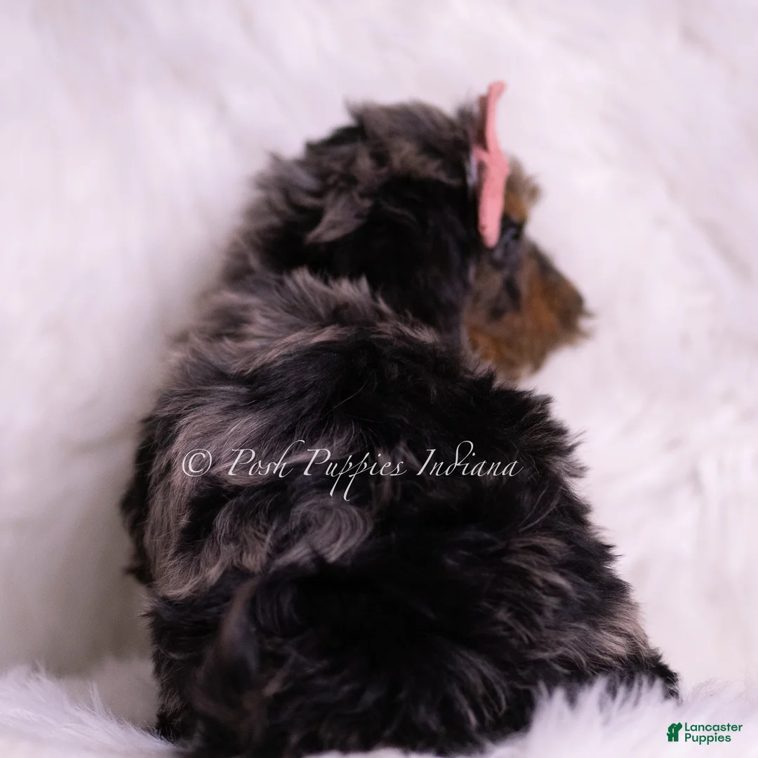 Mini Goldendoodle dogs for sale: Bianca - Ad 6