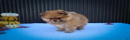 Pomeranian dogs for sale: Max🐾 - Ad 13