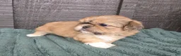 Mixed Breed dogs for sale: Shinese Boss Hog - Ad 4