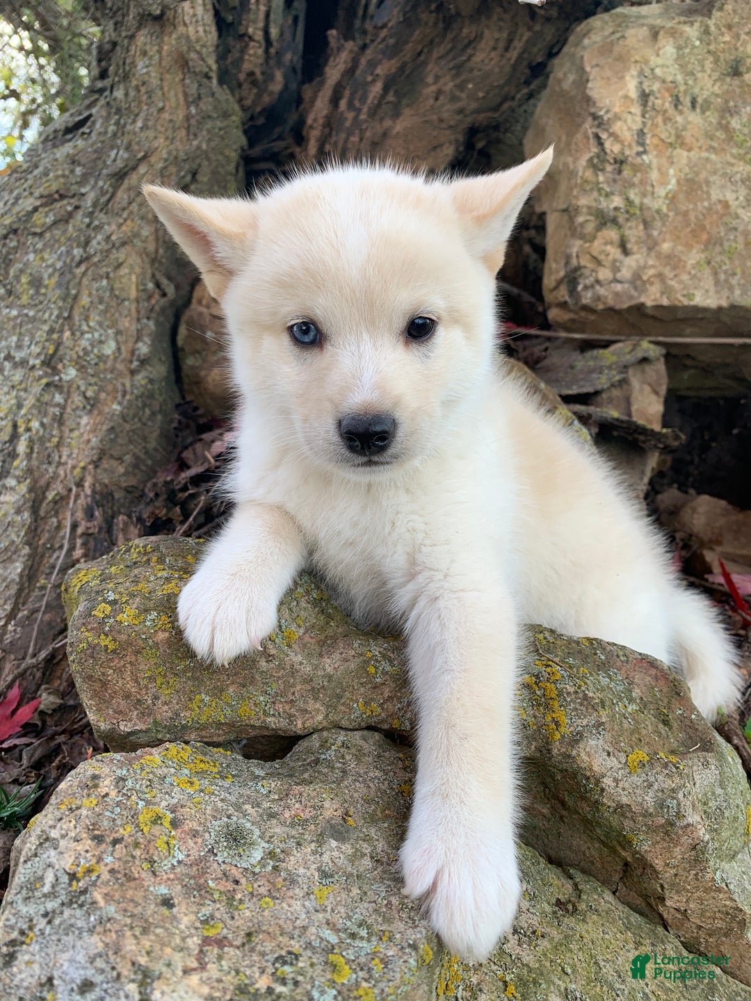 Alaskan Klee Kai dogs for sale: Tiny Mighty Thor - Ad 3