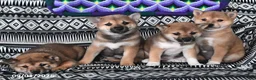Shiba Inu dogs for sale: Karl - Ad 3