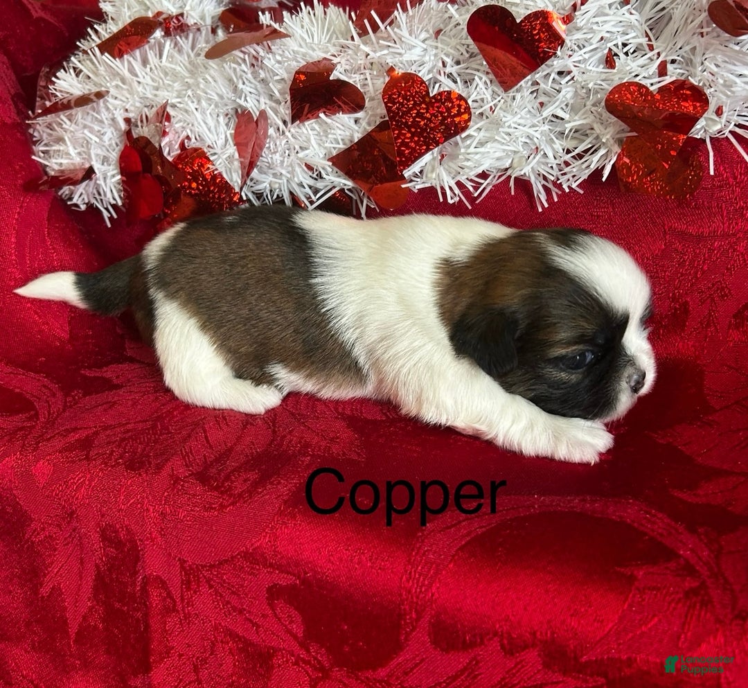 Lhasa Apso dogs for sale: Lhasa Apso Puppy 2 - Ad 3