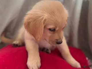 Mixed Breed dogs Green Collar - Ad 7