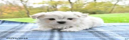 Maltese dogs for sale: Finn - Ad 4
