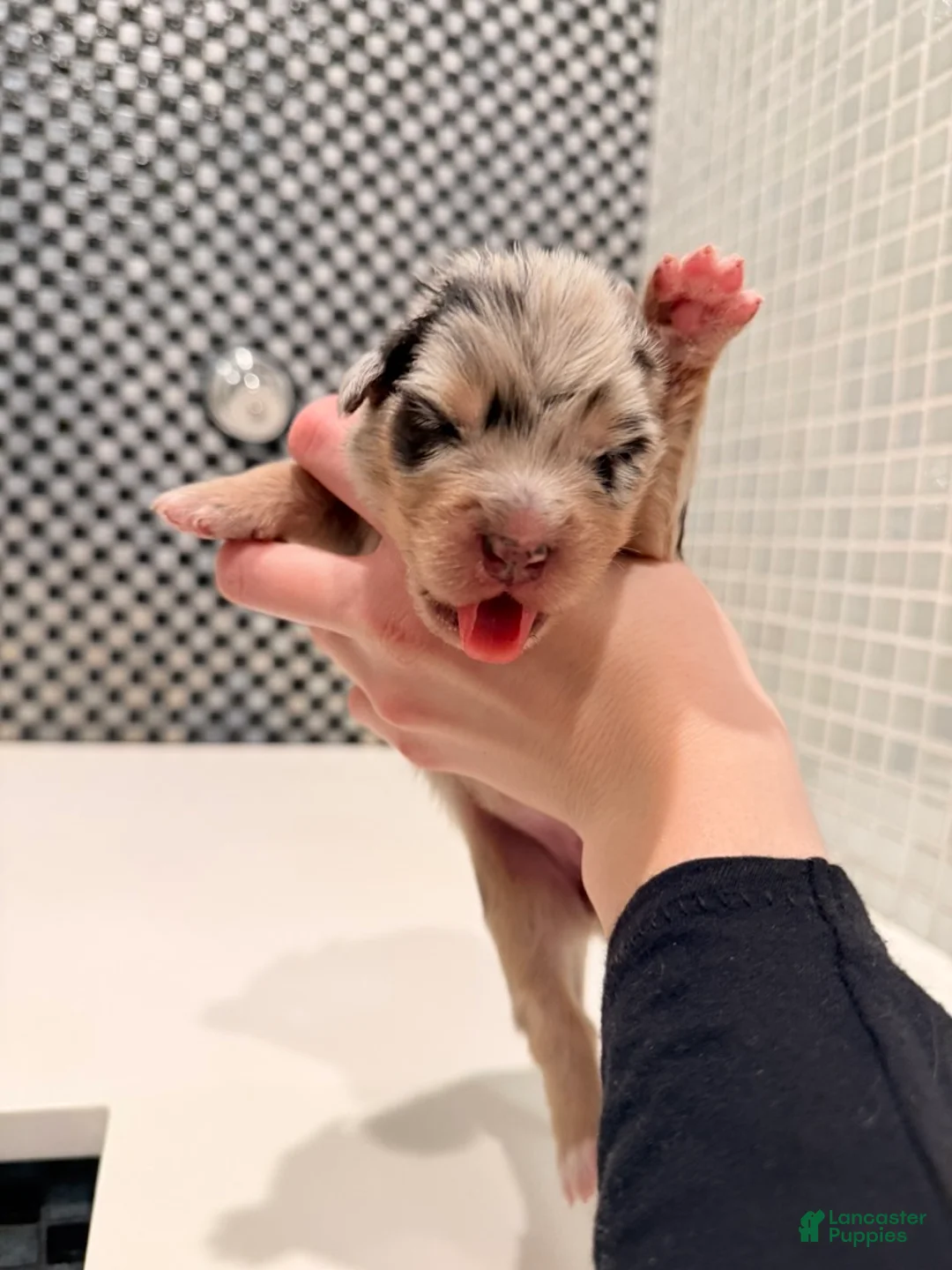 Australian Shepherd dogs for sale: Lady - Ad 4