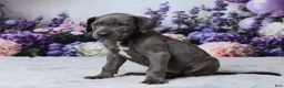 Great Dane dogs for sale: Chloe - Ad 2