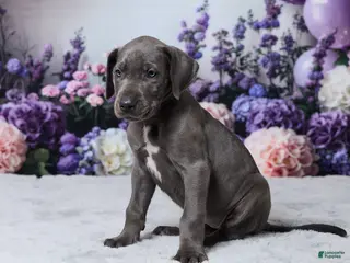 Great Dane dogs Chloe - Ad 2
