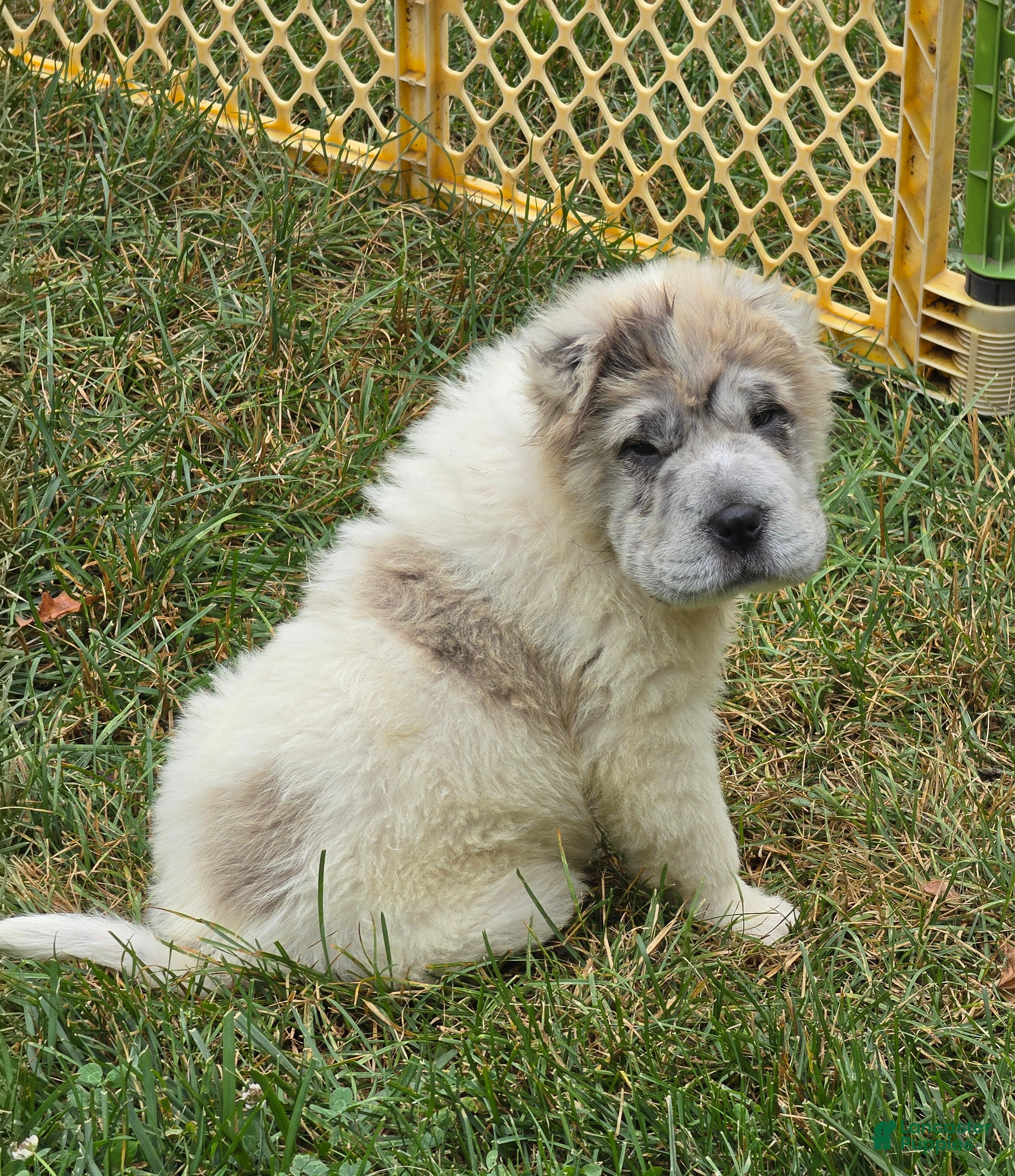 Shar Pei dogs Nova  - Ad 1