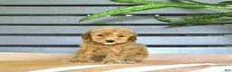 Miniature Poodle dogs for sale: Crena - Ad 6