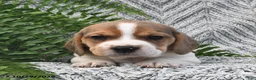 Mixed Breed dogs for sale: Lila  - Ad 3