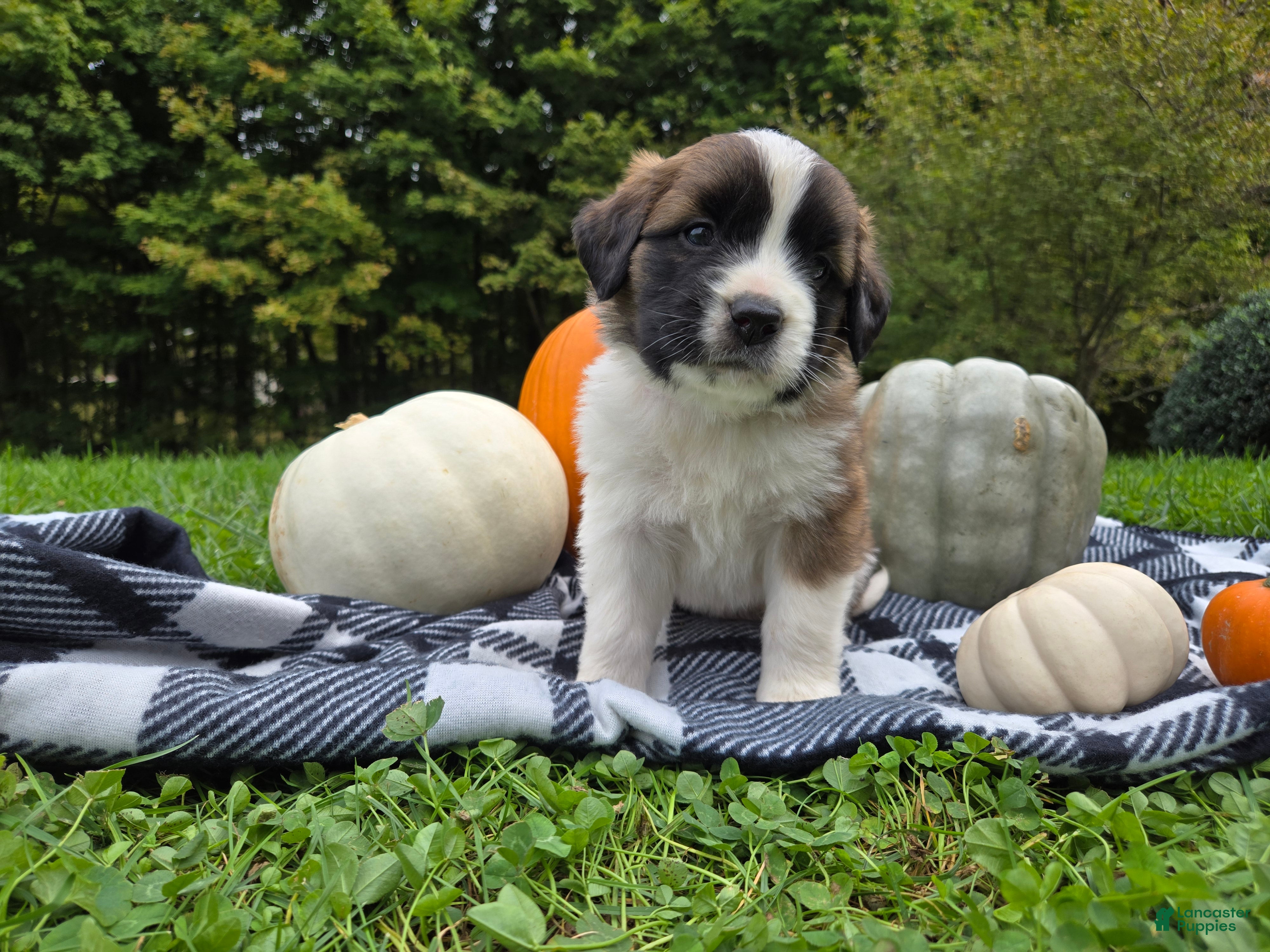 Saint Bernard dogs Maggie - Ad 1