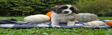 Maggie