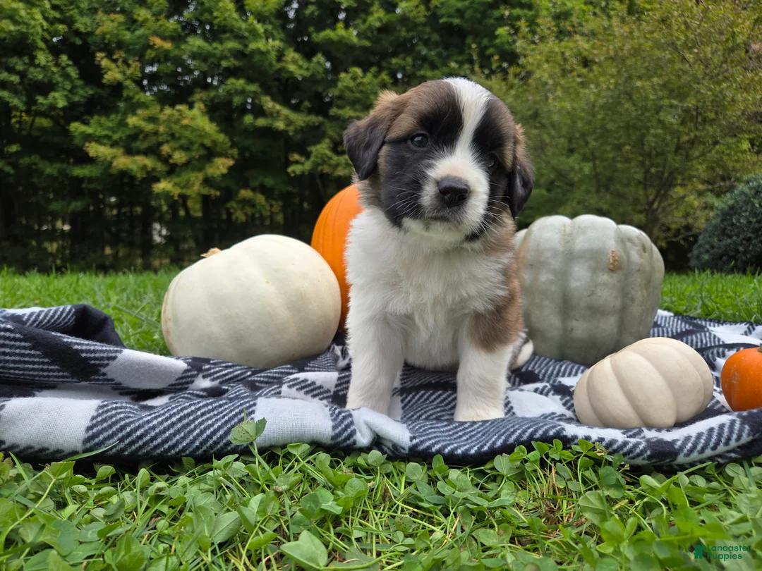 Saint Bernard dogs for sale: Maggie - Ad 1