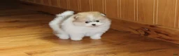 Pomeranian dogs for sale: Teacup Preston - Ad 10
