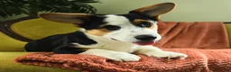 Welsh Corgi Pembroke dogs for sale: Titus - Ad 5