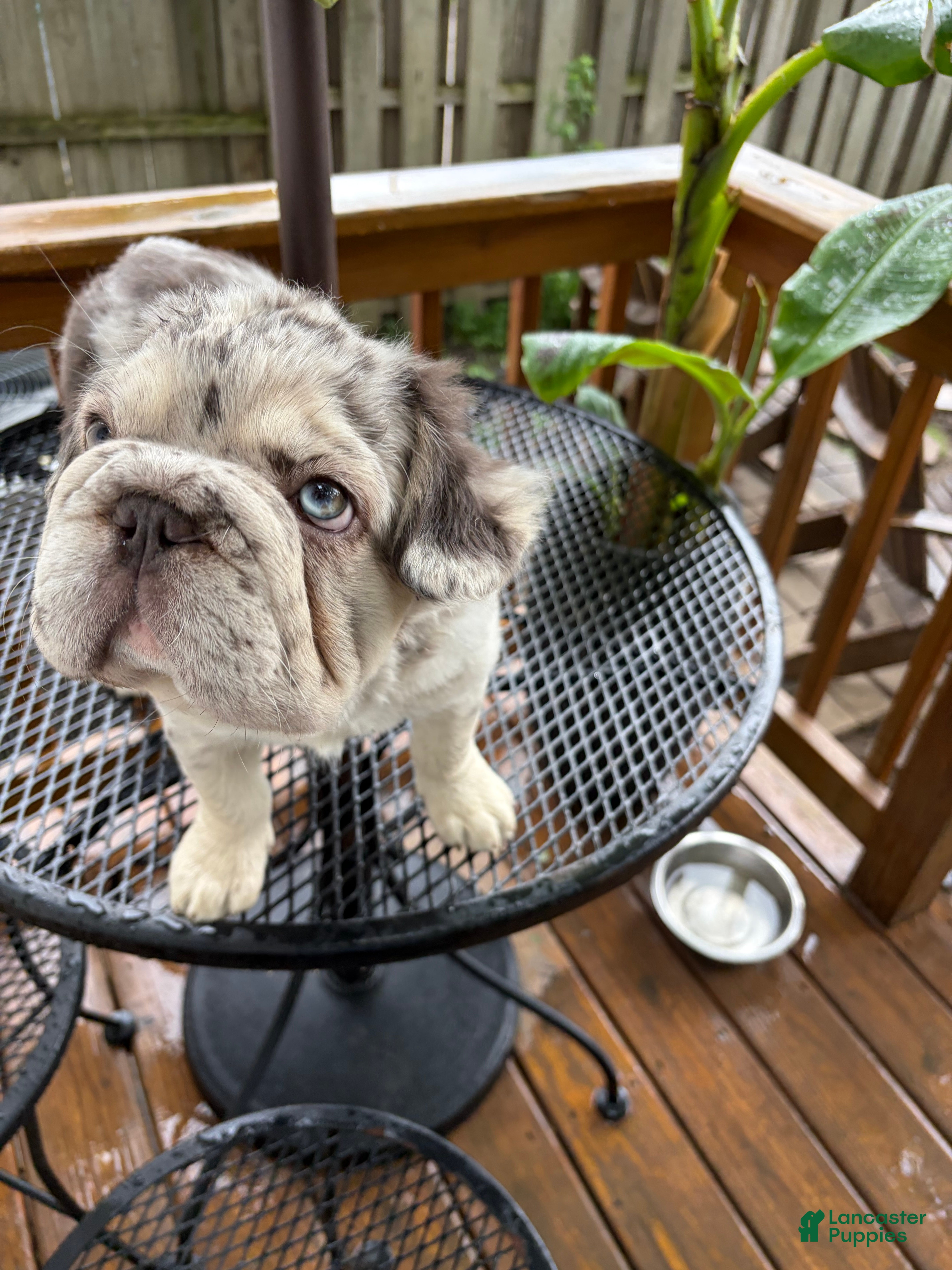 French Bulldog dogs French Bulldog 1 - Ad 2