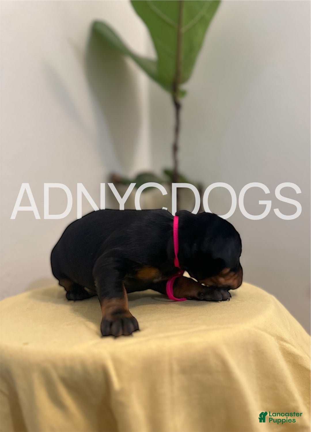 Doberman Pinscher dogs for sale: Doberman Pinscher (Female) - Ad 4