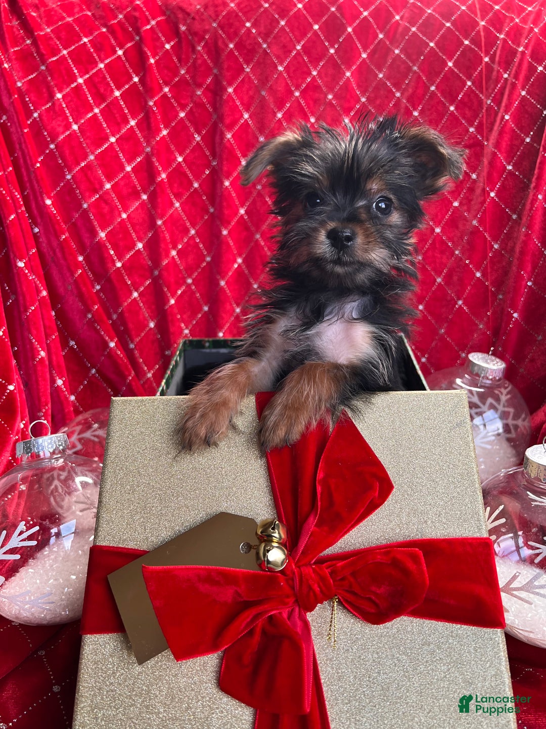 Yorkiepoo dogs for sale: Teacup Yorkie/YorkiePinPuppy 2 - Ad 4