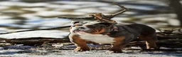 English Bulldog dogs for sale: Lilly, Lilac Merle - Ad 9