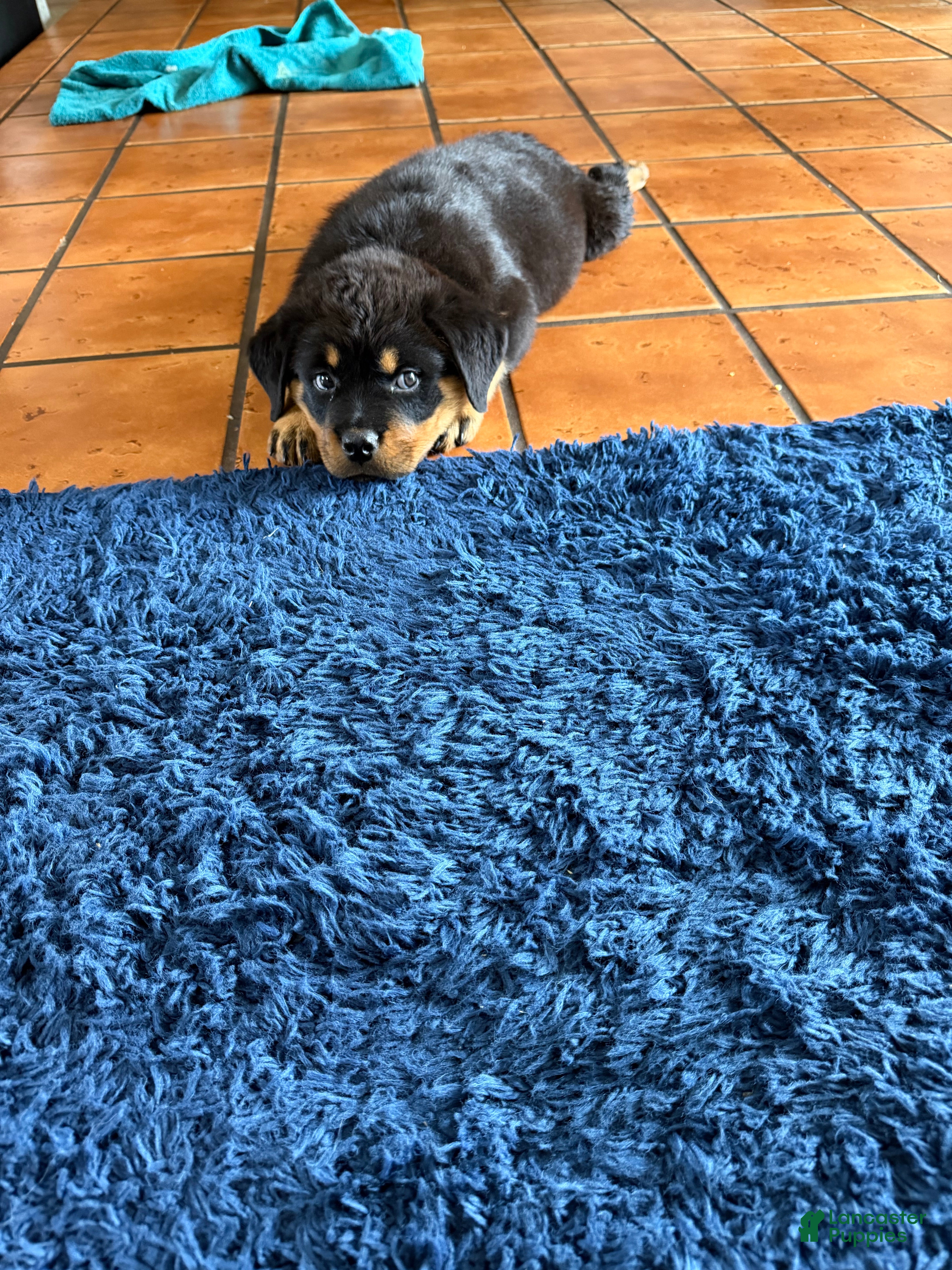 Rottweiler dogs Rottweiler Puppy 1 - Ad 2