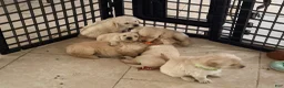 Golden Retriever dogs for sale: Violet - Ad 8