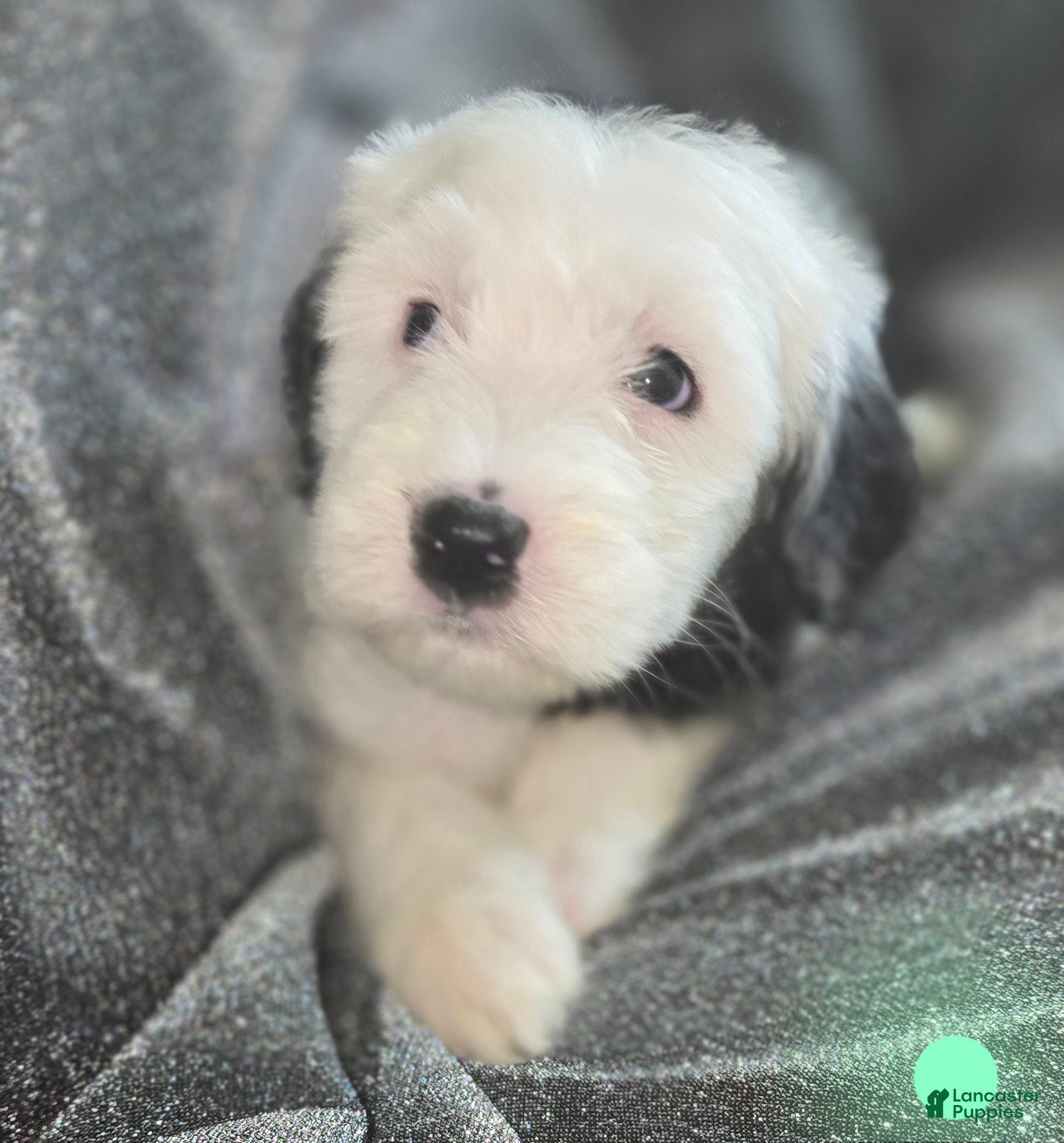 Sheepadoodle dogs Violet-mint green collar - Ad 22