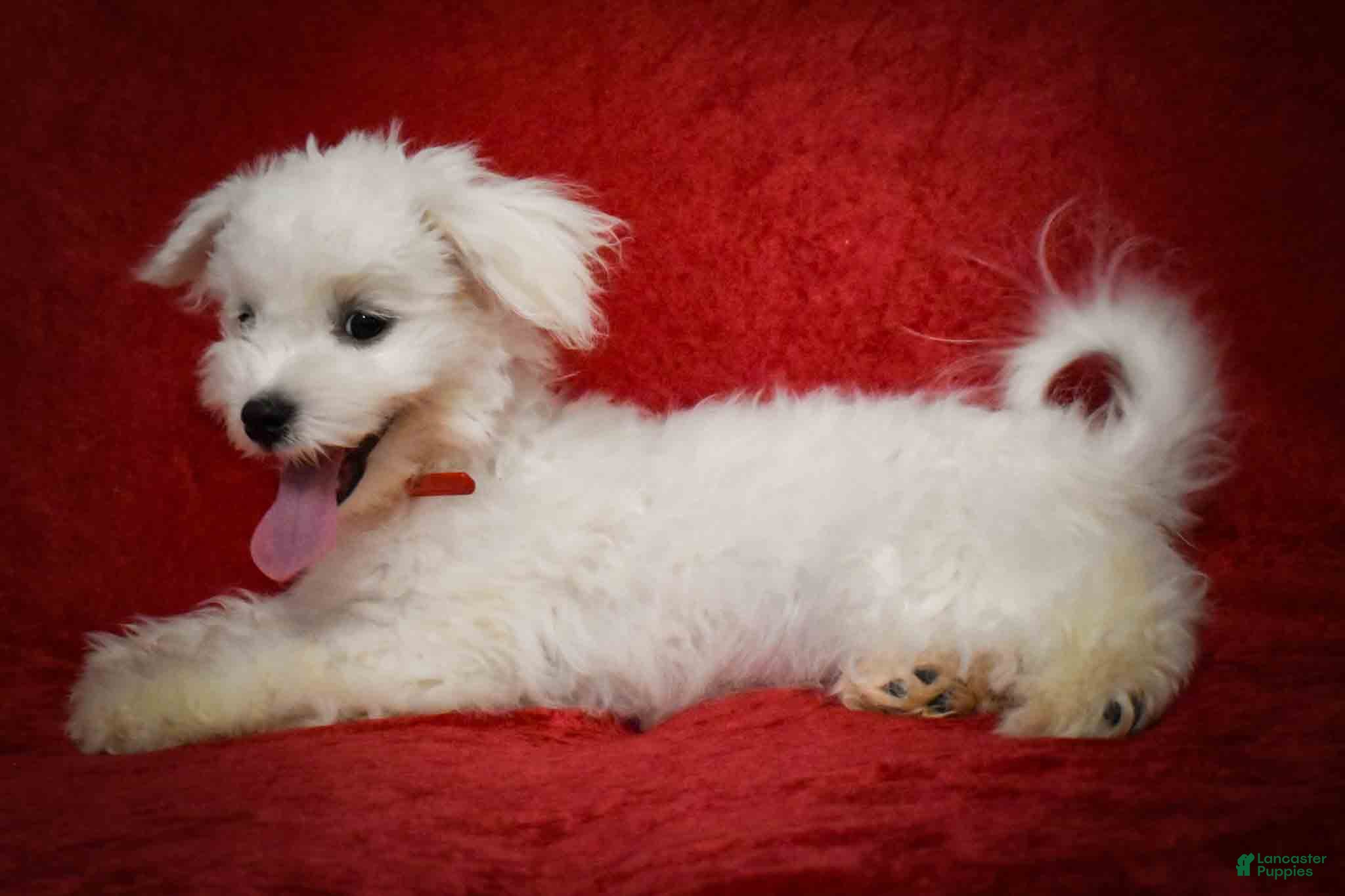 Maltese dogs Blake 💙 - Ad 2