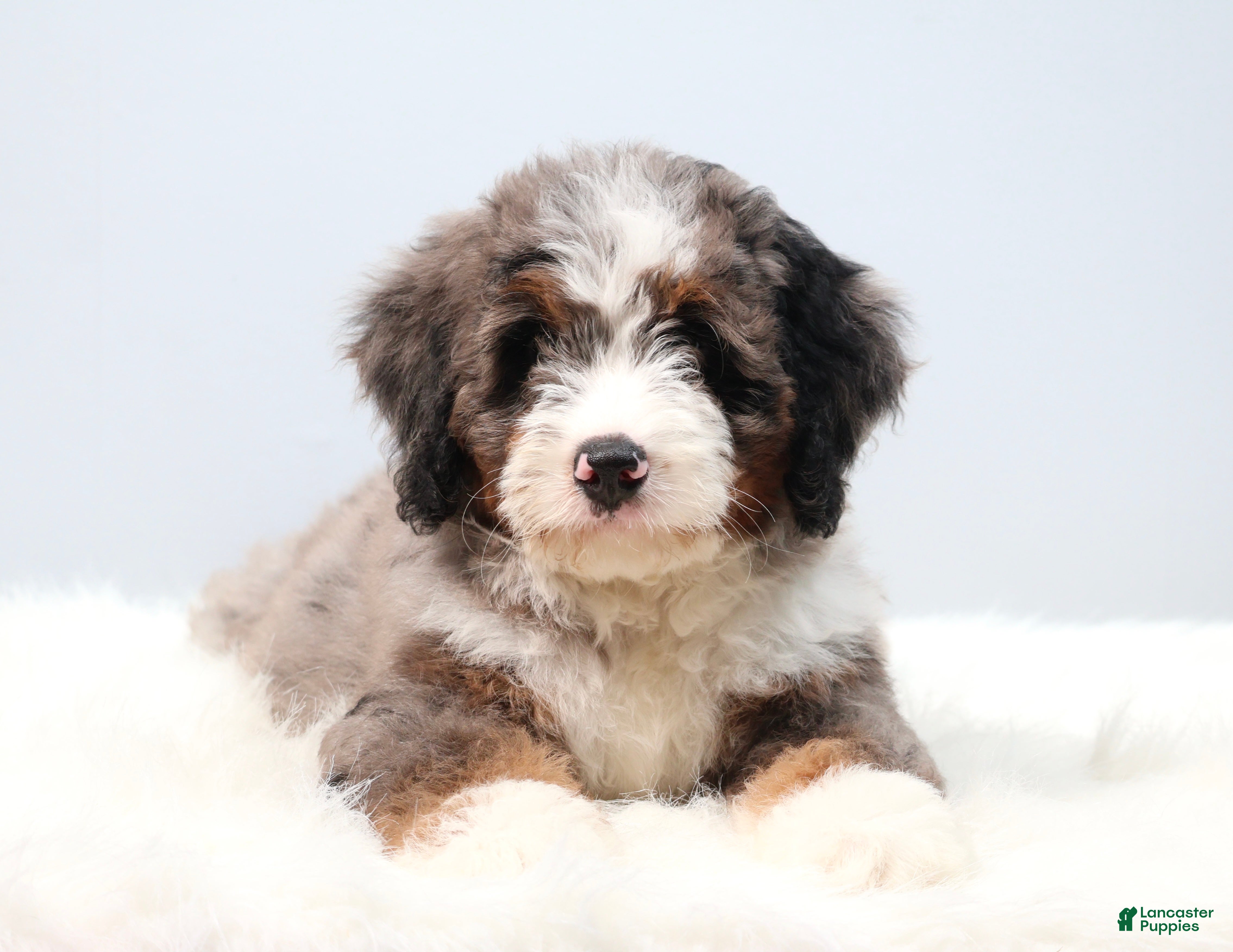 Mini Bernedoodle dogs Frisco  - Ad 1